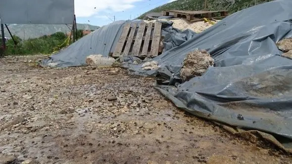 Kako je prosuti šećer postao važniji od masovnog pomora pčela u Mostaru